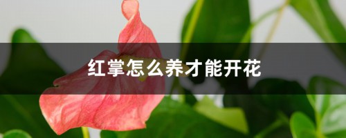 红掌怎么养才能开花