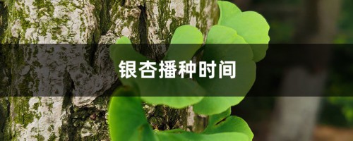 银杏播种时间，银杏传播种子的方法