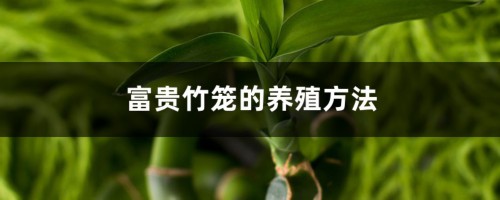 富贵竹笼的养殖方法和注意事项