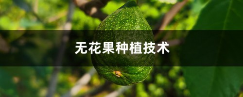 无花果种植技术，无花果苗价格