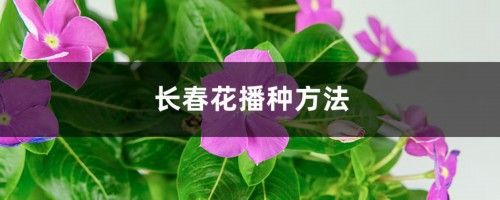 长春花播种方法有什么