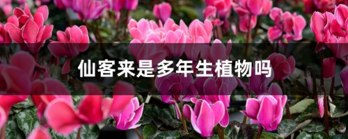 仙客来是多年生植物吗，是球根花卉吗