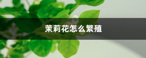 茉莉花怎么繁殖