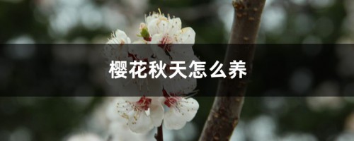 樱花秋天怎么养